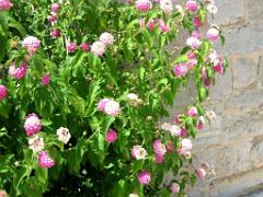 183 HYERES ET SES PALMIERS D02_000025